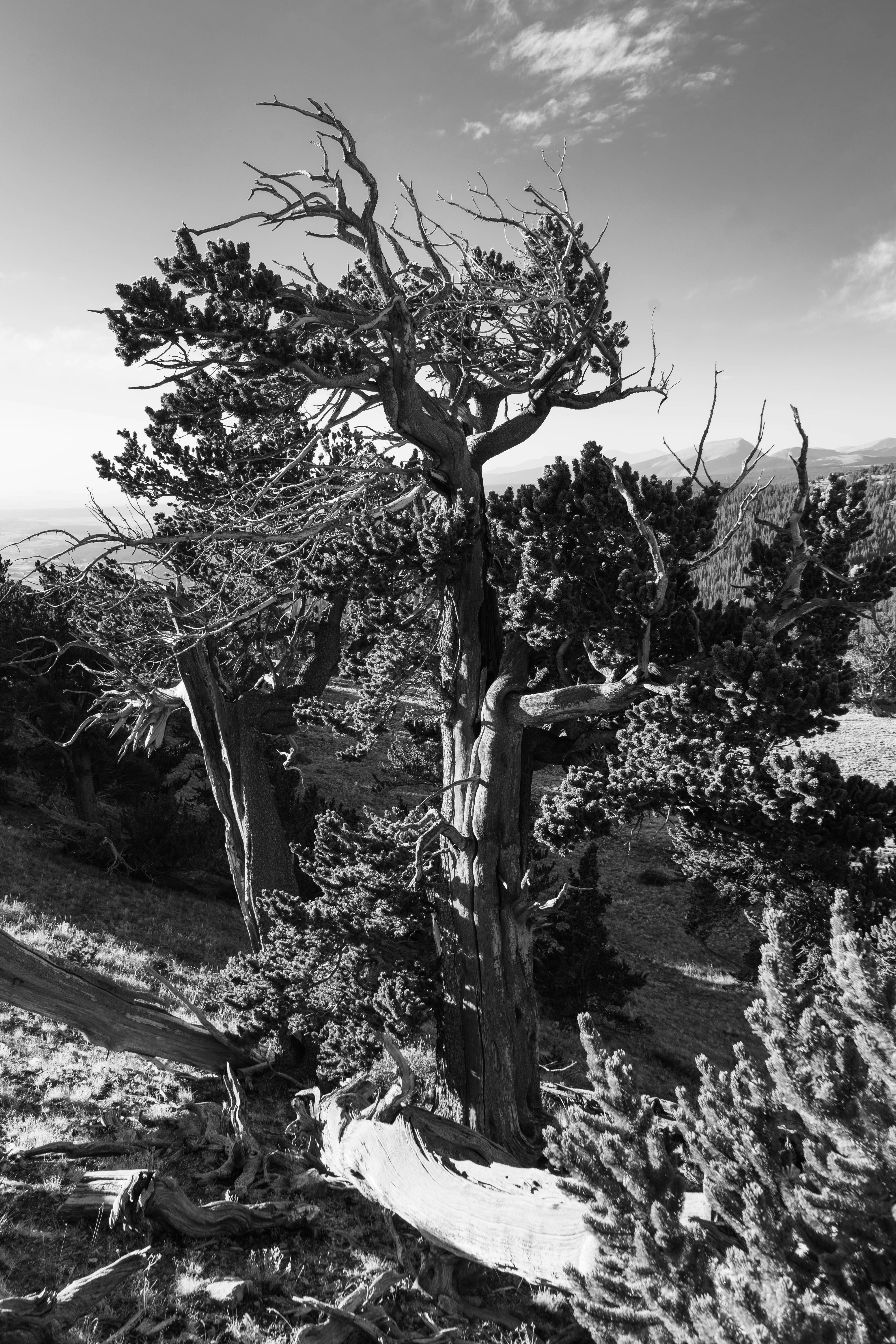 grayscale photo of leafless tree